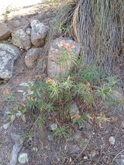 Lobelia laxiflora