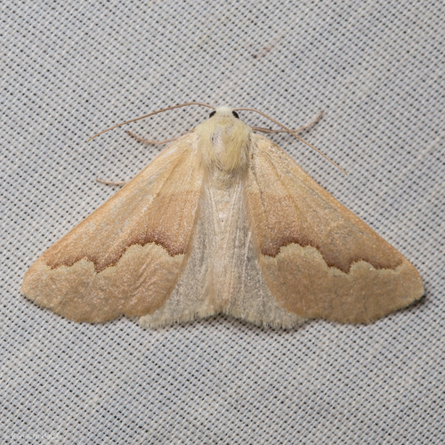 Dark-banded Girdle photo 2