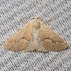 Sabulodes spoliata
