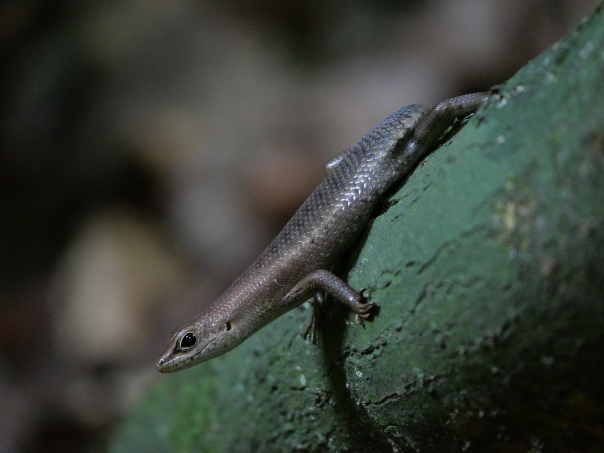 Tropical Mabuya photo 3