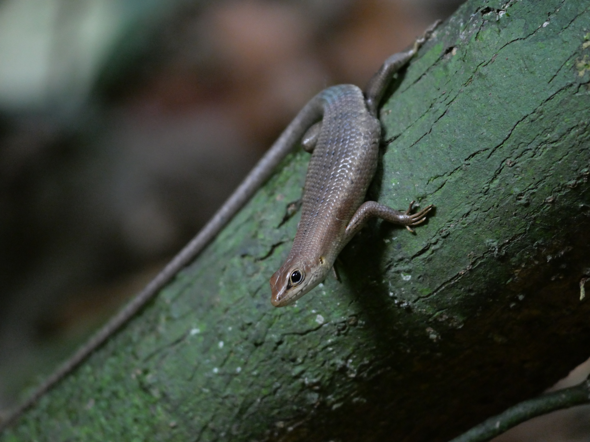 Tropical Mabuya photo 4