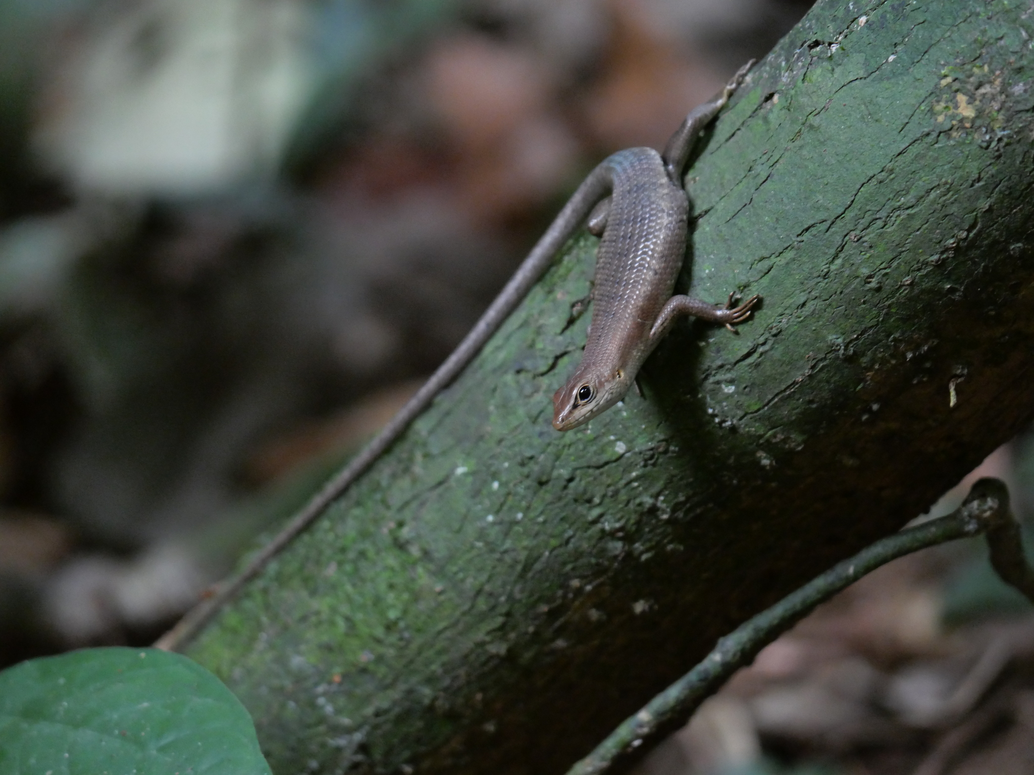 Tropical Mabuya photo 2