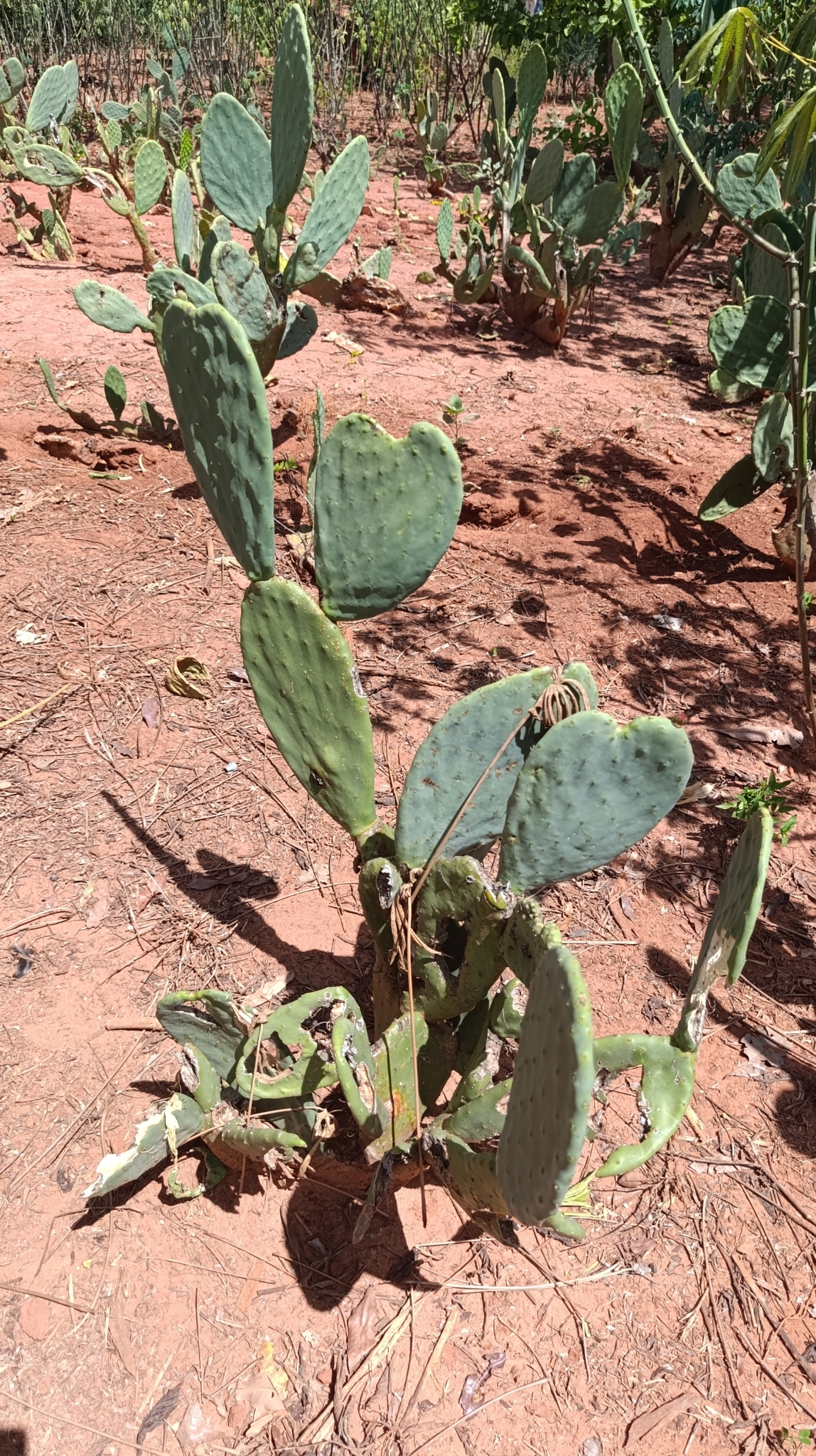 Opuntia ficus-indica