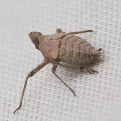 Orgerius