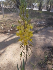 Bulbine praemorsa