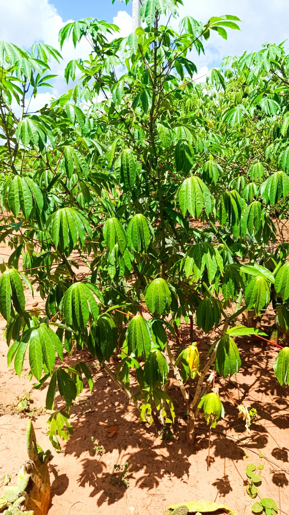 Manihot esculenta