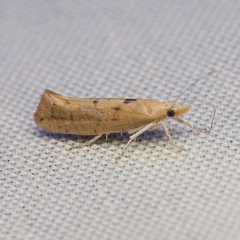 Ypsolopha cervella