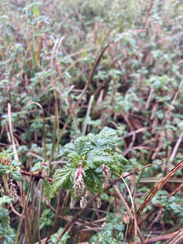 Ribes andicola (Ribes andicola)