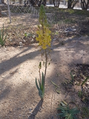 Bulbine praemorsa