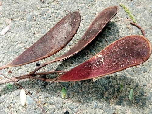 Schizolobium parahyba - Leaves