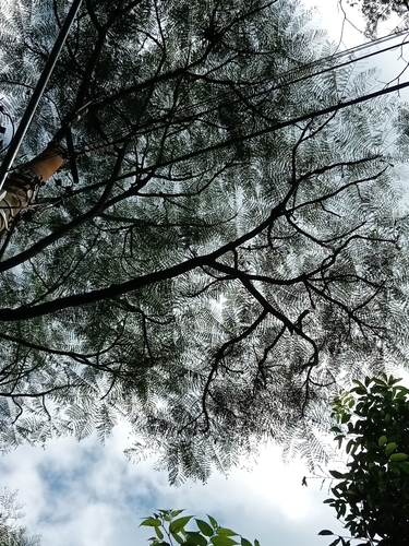 Schizolobium parahyba - Whole tree