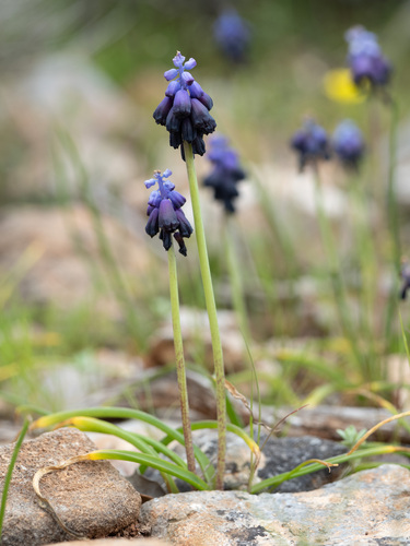Muscari commutatum (Muscari commutatum)