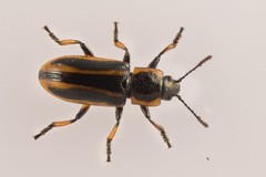 Prasocuris phellandrii