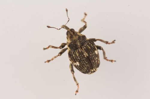 Small Nettle Weevil