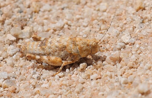 Desert Long-horned Grasshopper photo 4
