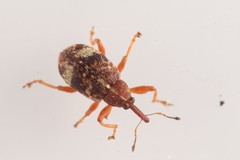 Anthonomus pedicularius