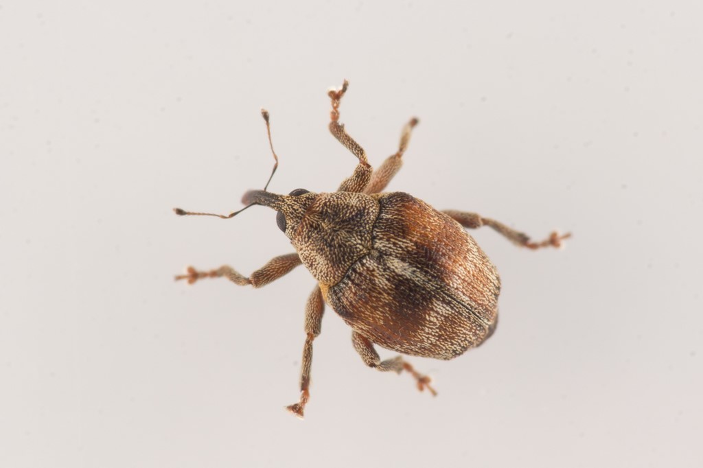 Coeliodes ruber