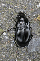 Dicaelus dilatatus