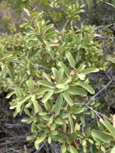 Santalum ellipticum observed 2025-04-01