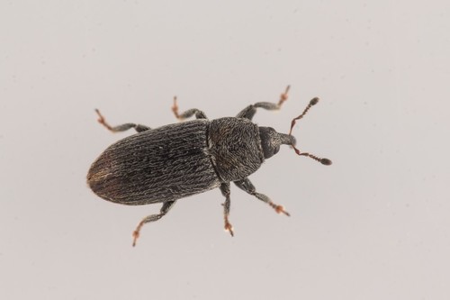 Stem Miner Weevil, photo 3 of 10