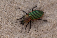 Carabus nitens