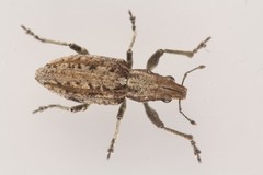 Charagmus griseus