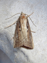 Thopeutis forbesellus