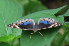 Junonia orithya wallacei
