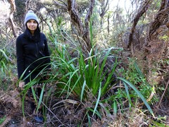 Machaerina sinclairii