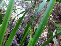 Machaerina sinclairii