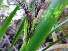 Machaerina sinclairii