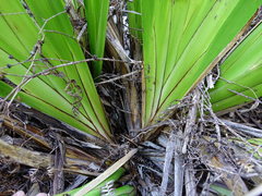 Machaerina sinclairii