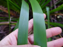 Machaerina sinclairii