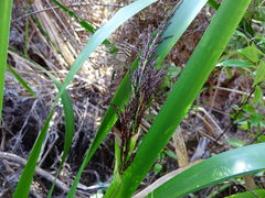 Machaerina sinclairii