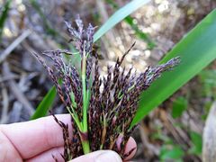 Machaerina sinclairii