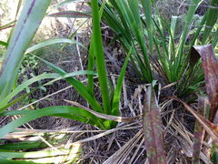 Machaerina sinclairii