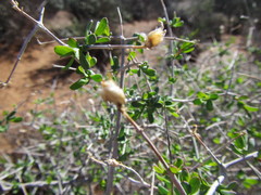 Pteronia scariosa