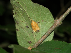 Cenopis reticulatana