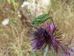 Uromenus brevicollis