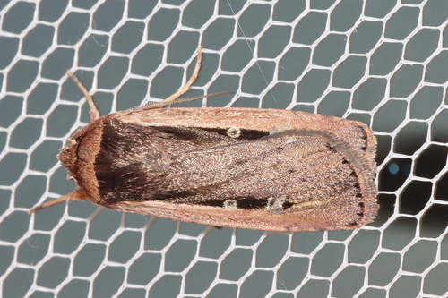 Ochropleura leucogaster
