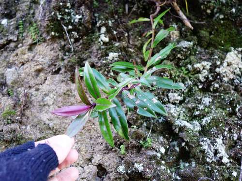 Image of Veronica bishopiana by (c) Jacqui Geux, some rights reserved (CC BY)