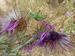 Uromenus brevicollis
