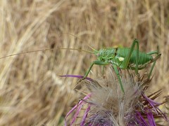 Uromenus brevicollis