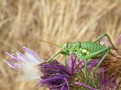 Uromenus brevicollis