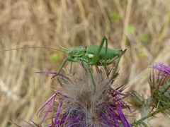 Uromenus brevicollis