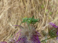 Uromenus brevicollis