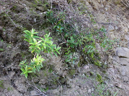 Image of Veronica bishopiana by (c) Jacqui Geux, some rights reserved (CC BY)