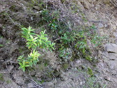 Veronica bishopiana