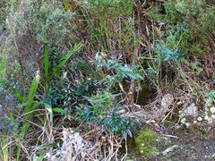 Veronica bishopiana