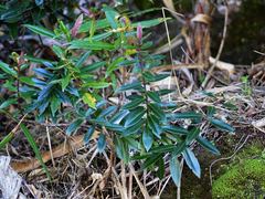 Veronica bishopiana